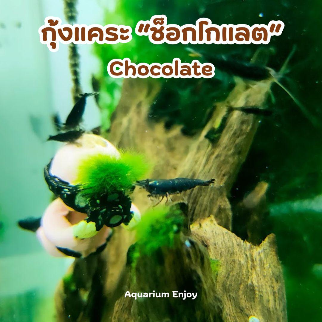 ช็อคโกแลต