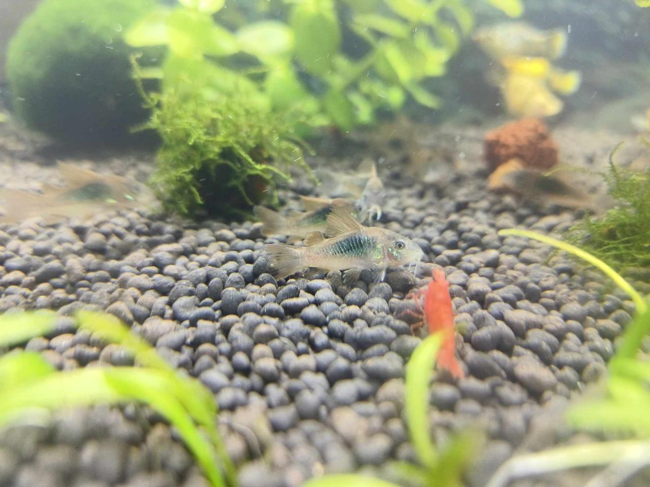 ปลาแพะเขียว