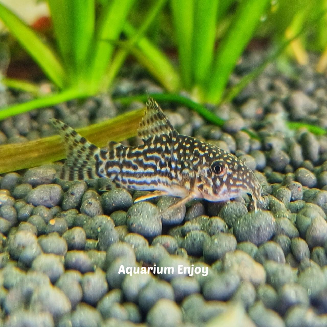 ปลาแพะสเตอร์ไบ