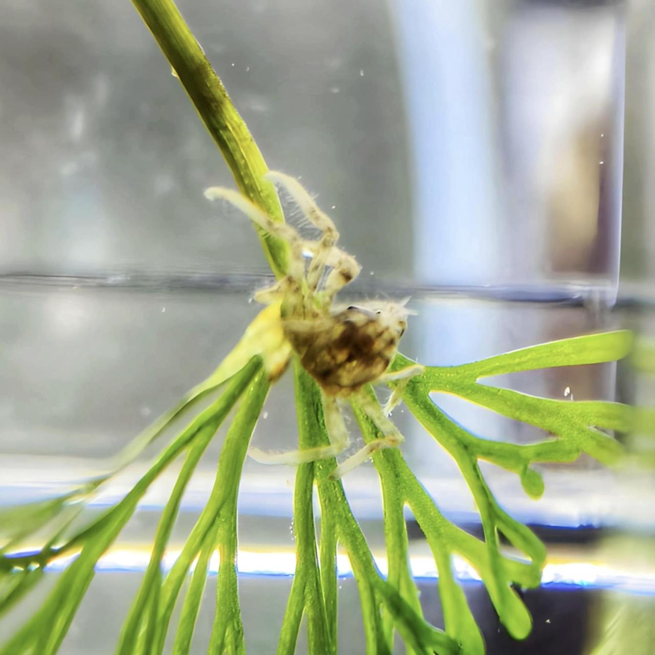 ปูแมงมุมแคระ ไซส์เล็ก