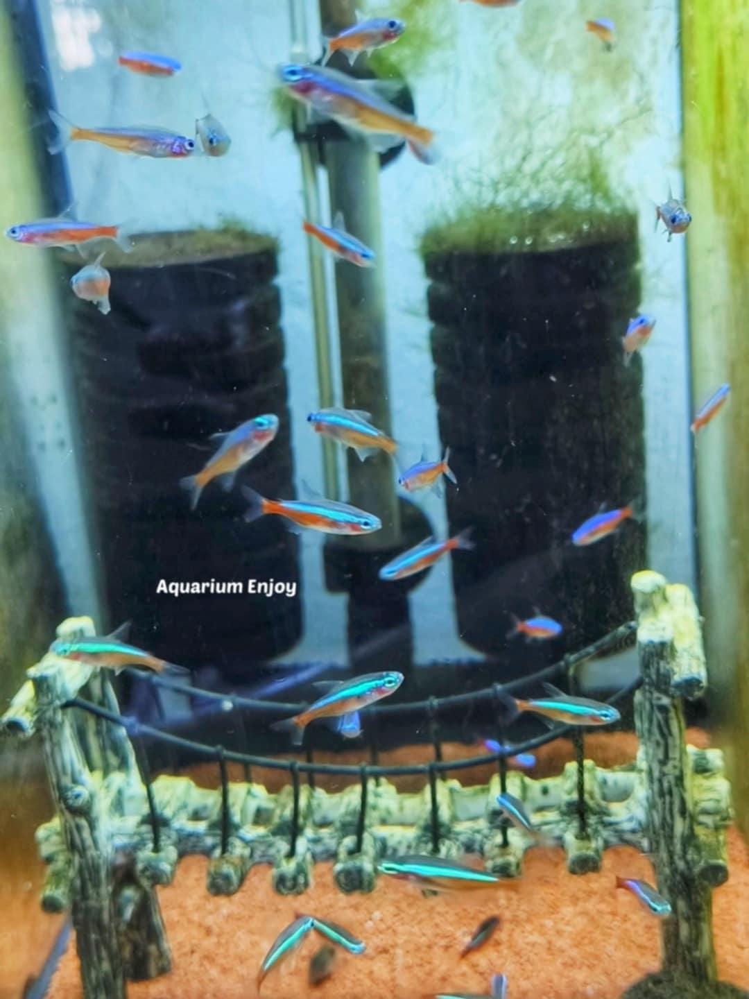 คาดินัล