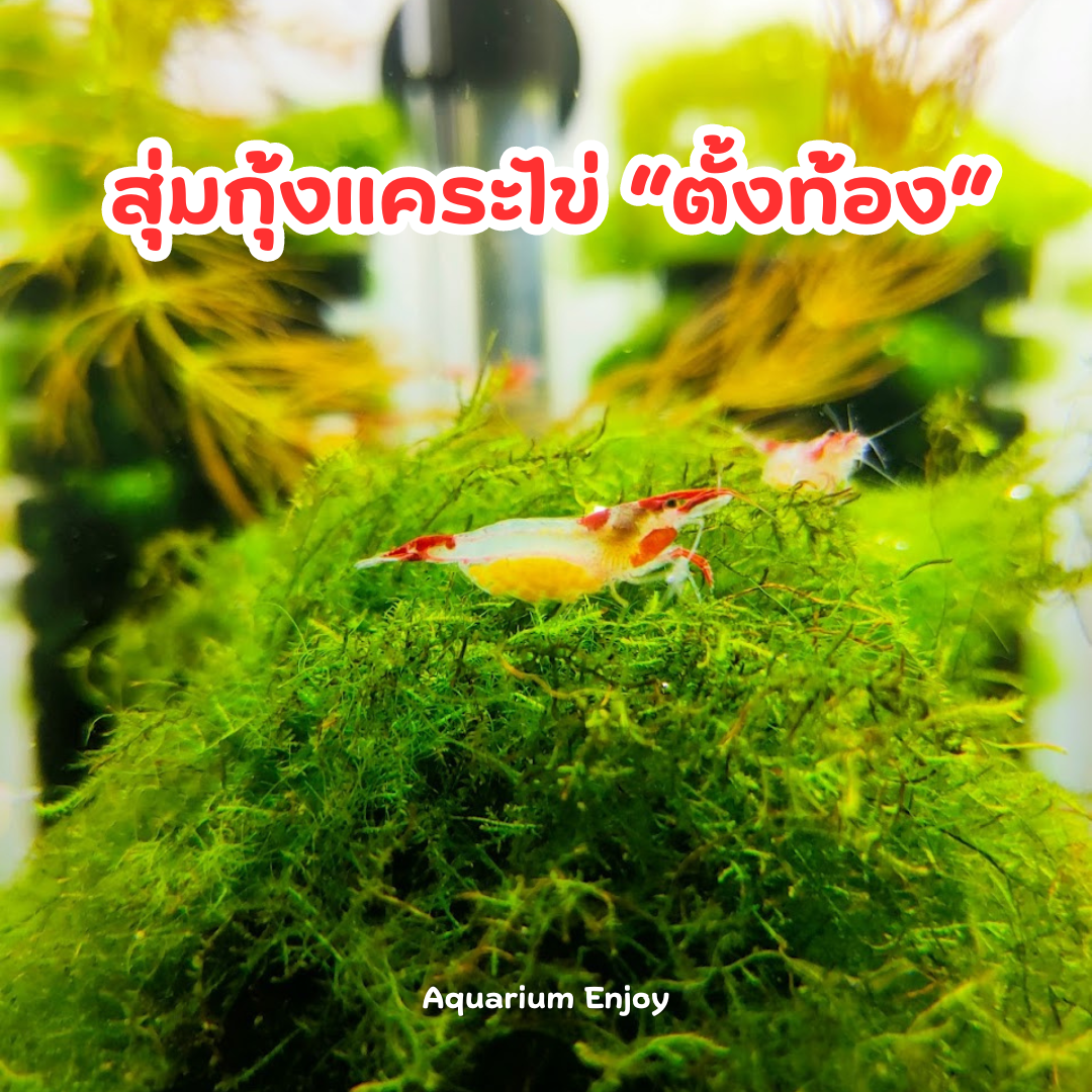 กุ้งแคระไข่