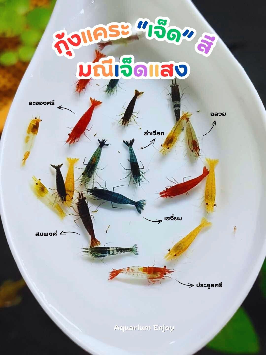 เซ็ตกุ้งแคระ 7 สี