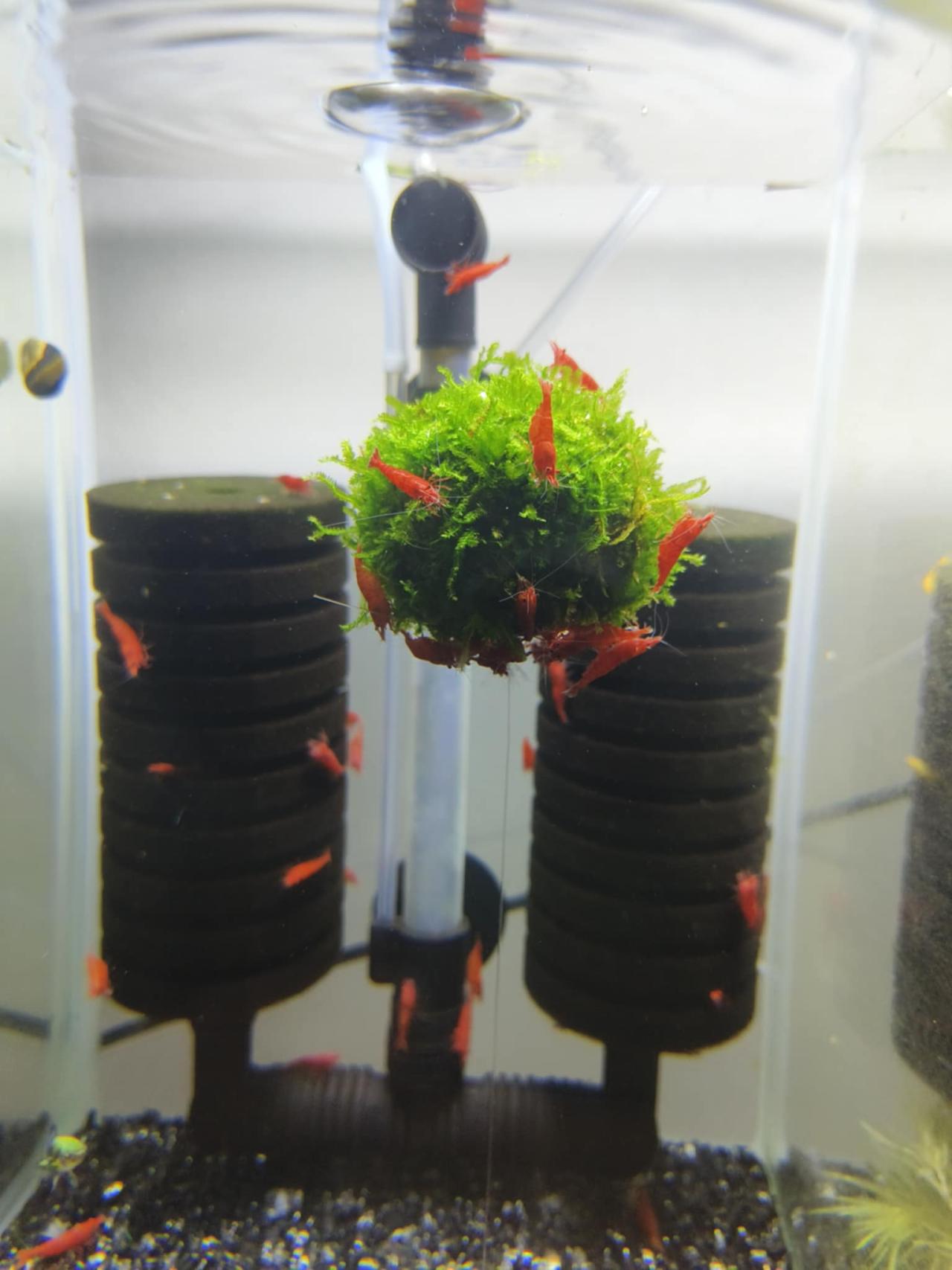 มอสกลมลอยน้ำ