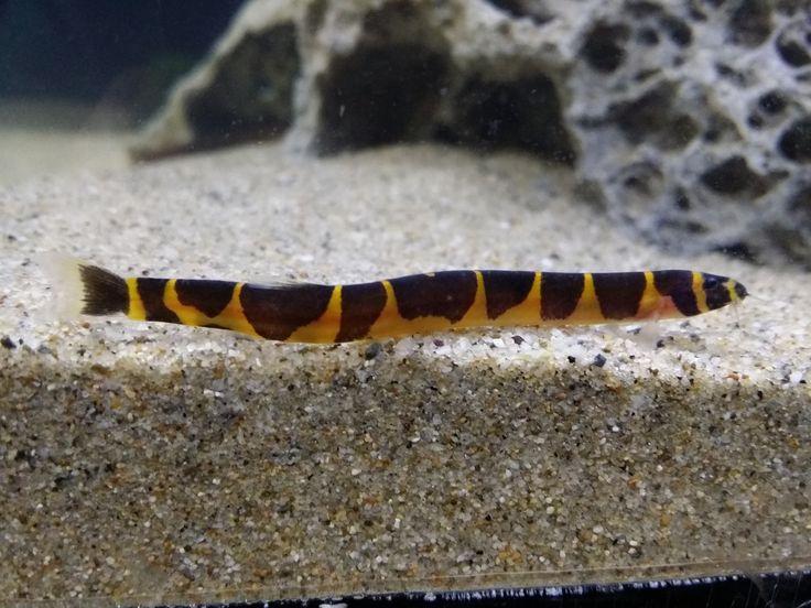 ปลางูคูลลี่