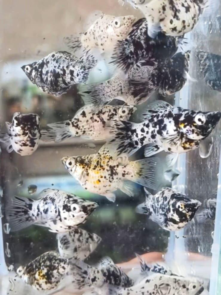 เซ็ต5ตัว คุ้มกว่า