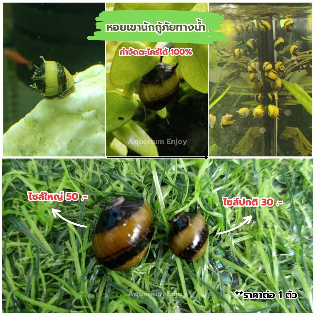 ไซส์ไหญ่