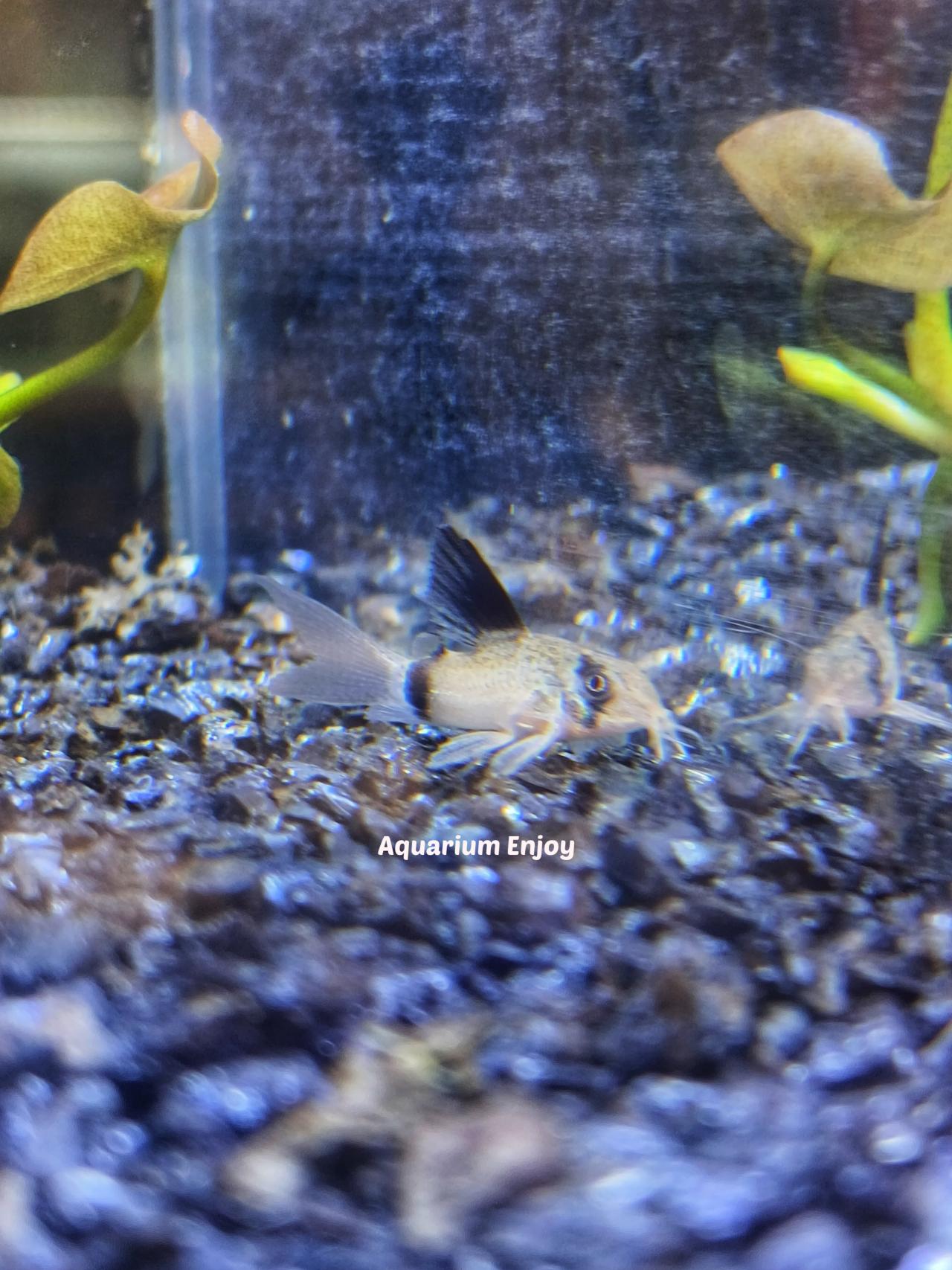 แพะแพนด้าหางยาว 