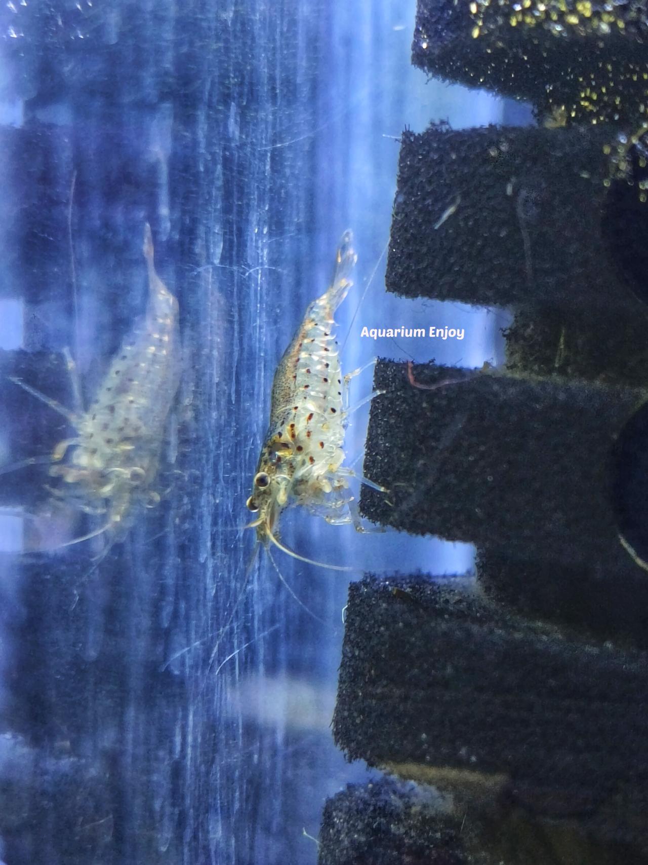 กุ้งยามาโตะ