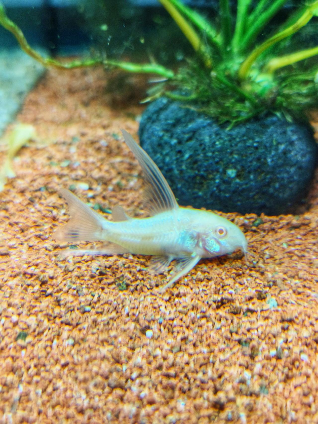 แพะเปปเปอร์เผือก