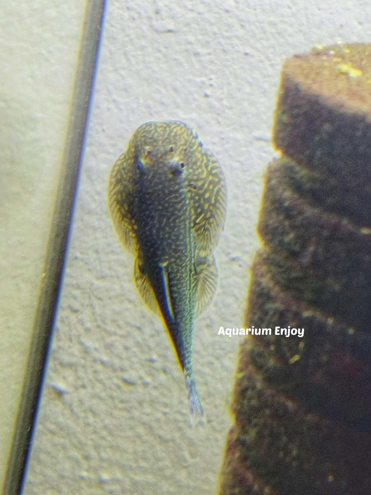 ผีเสื้อจุดเขียว