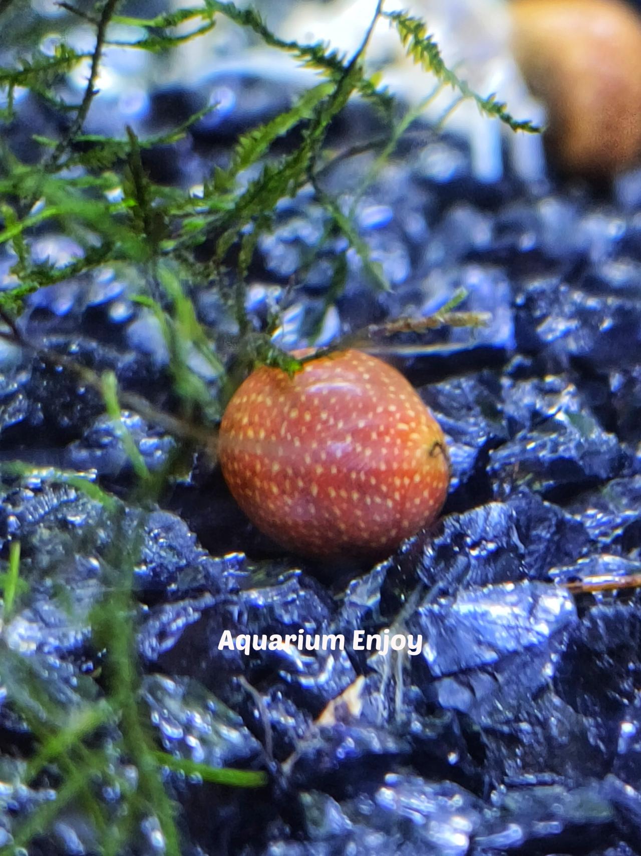 หอยฟักทองลายแดง