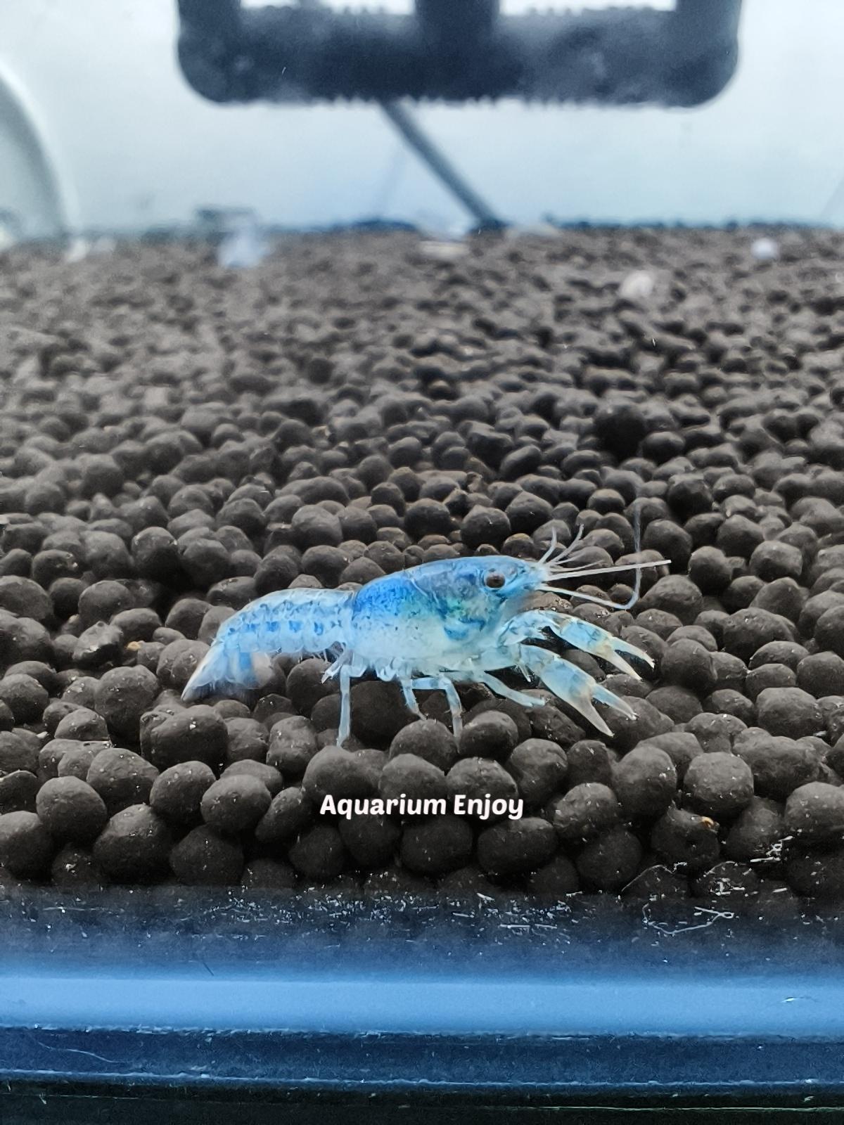 เครแคระน้ำเงินไซส์เล็ก(คู่)