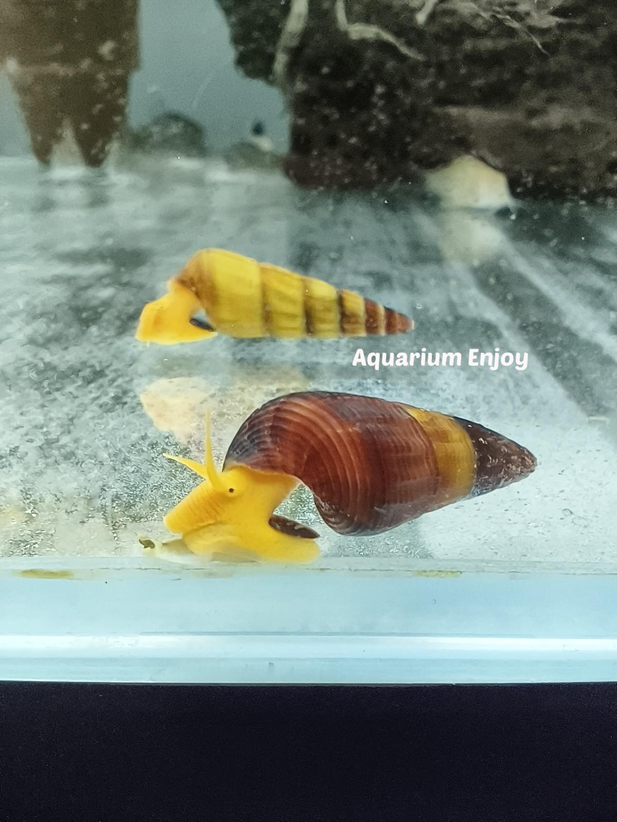 หอยสุราเวสี