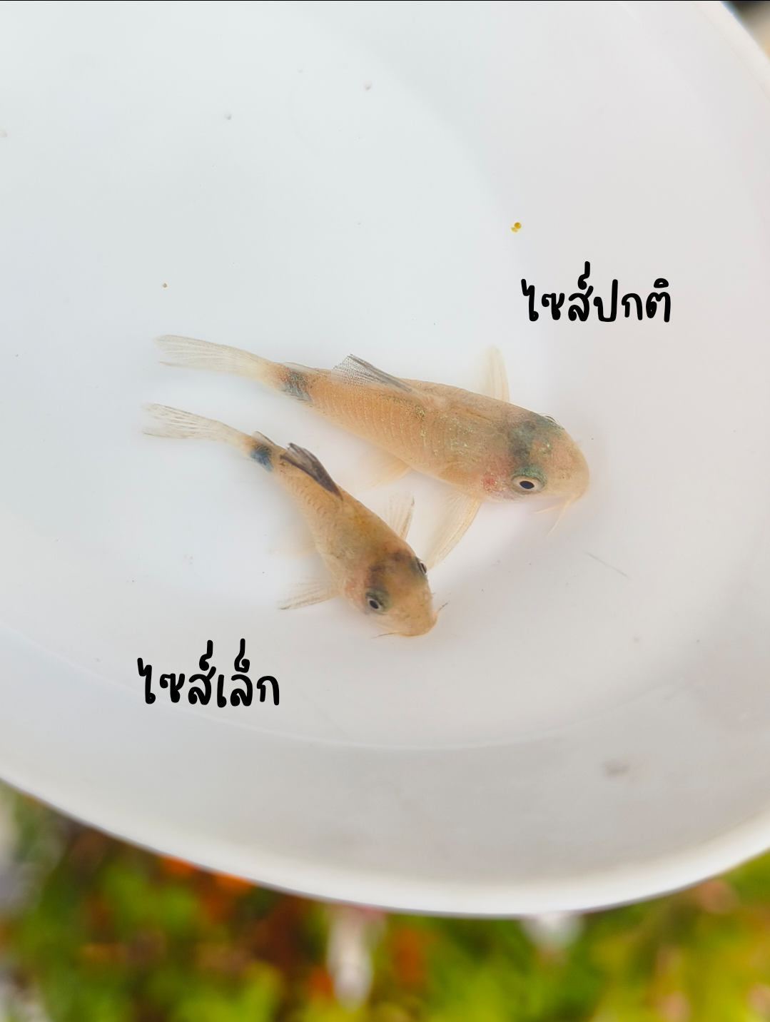 ปลาแพะแพนด้า ไซส์ปกติ