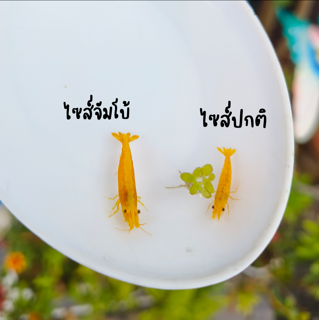 เหลืองหลังทองไซส์จัมโบ้