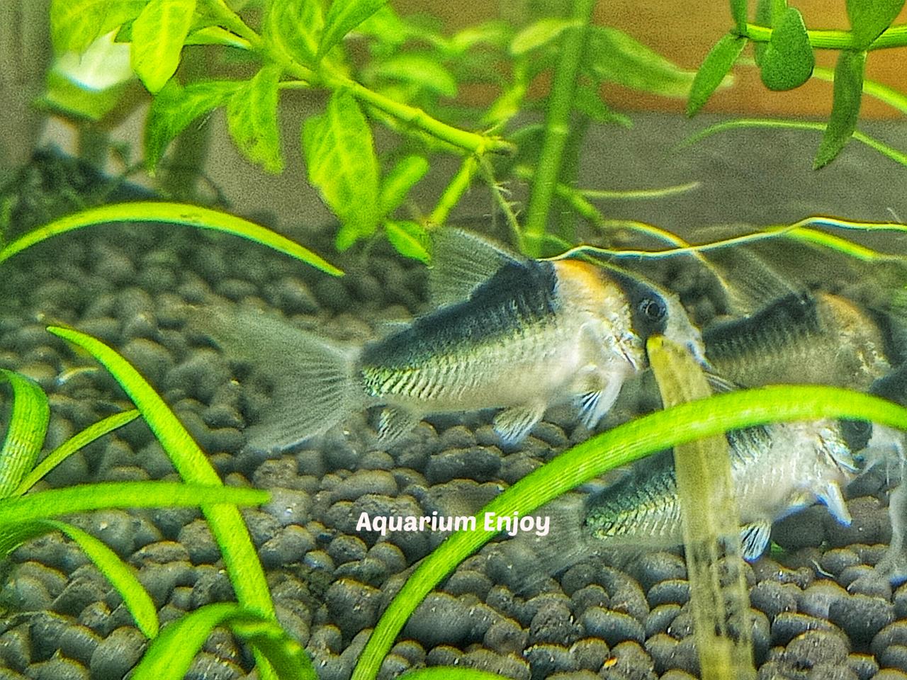 แพะอโดฟอย