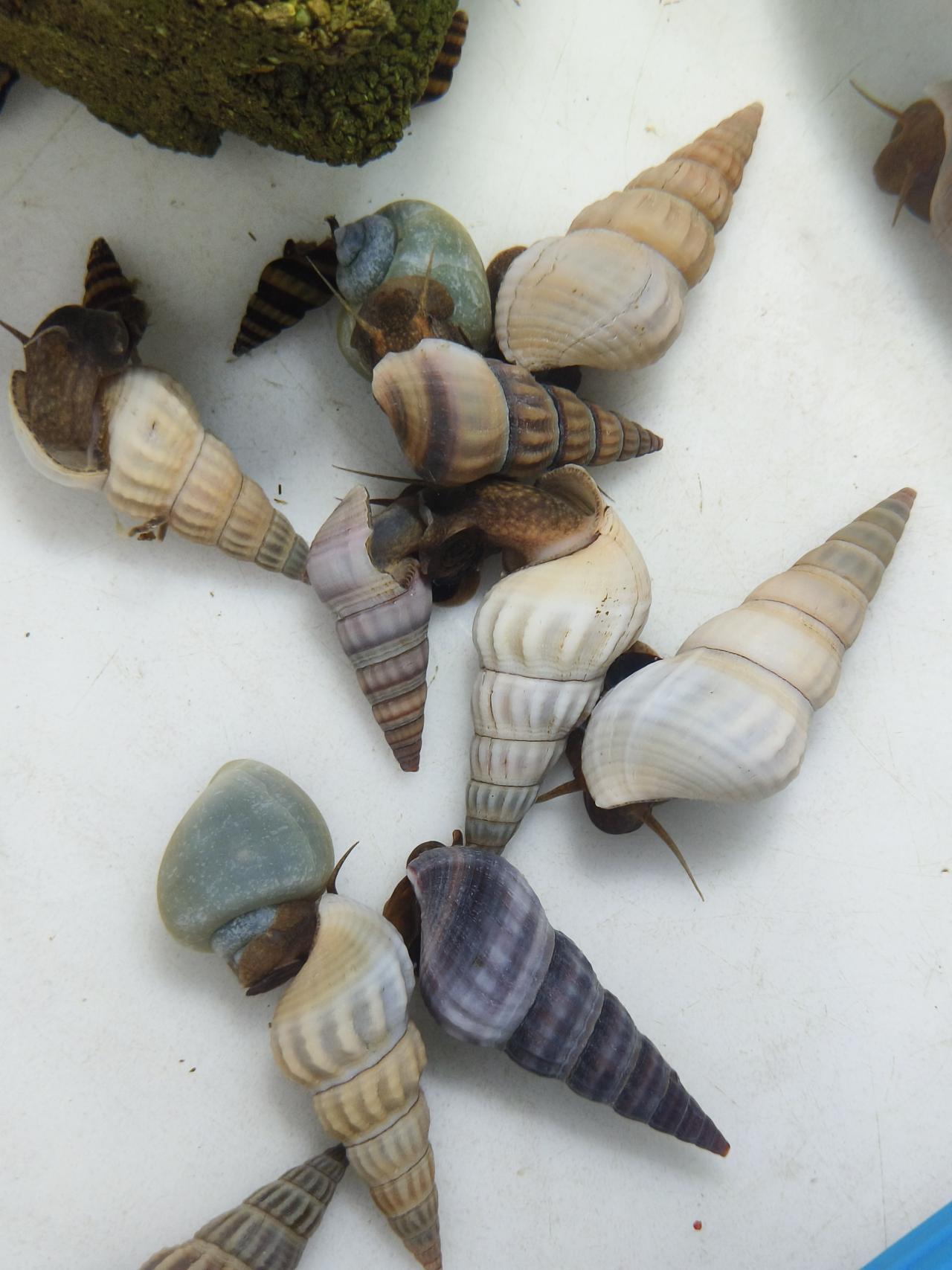 หอยเจดีย์เผือก