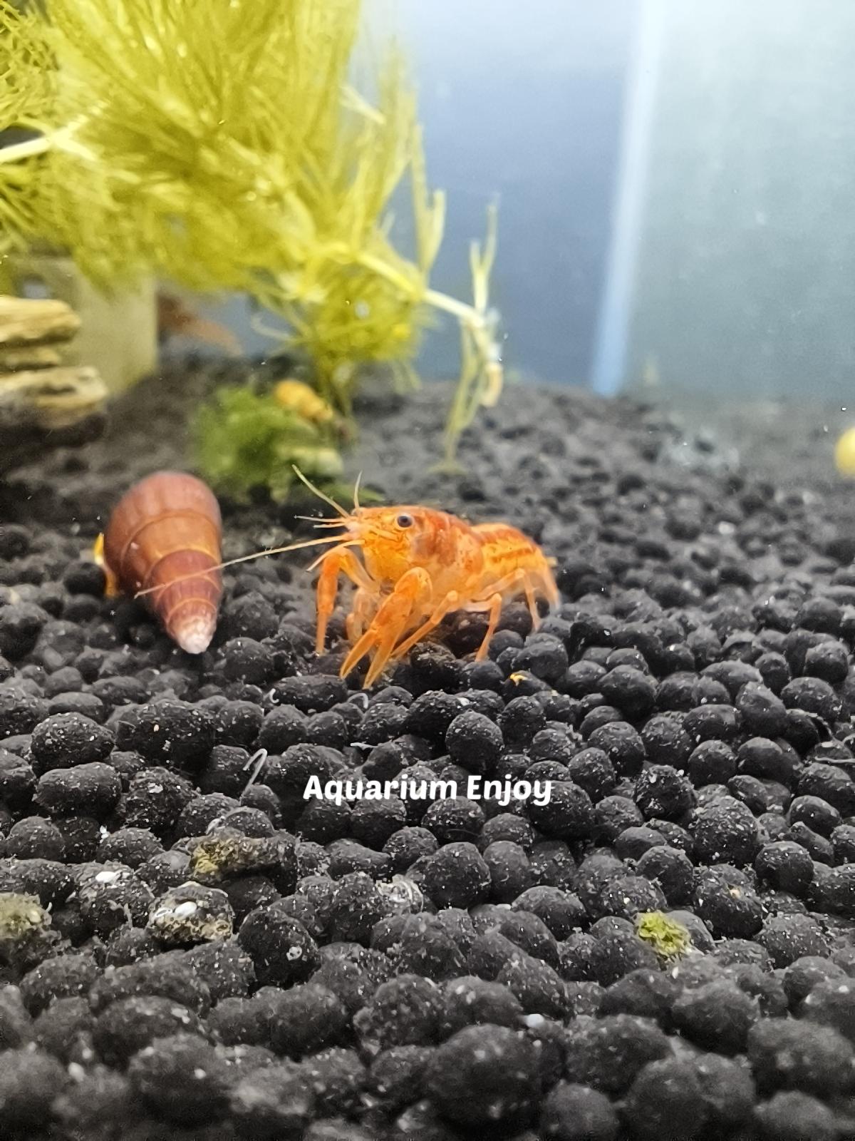 (ผู้1 เมีย1)