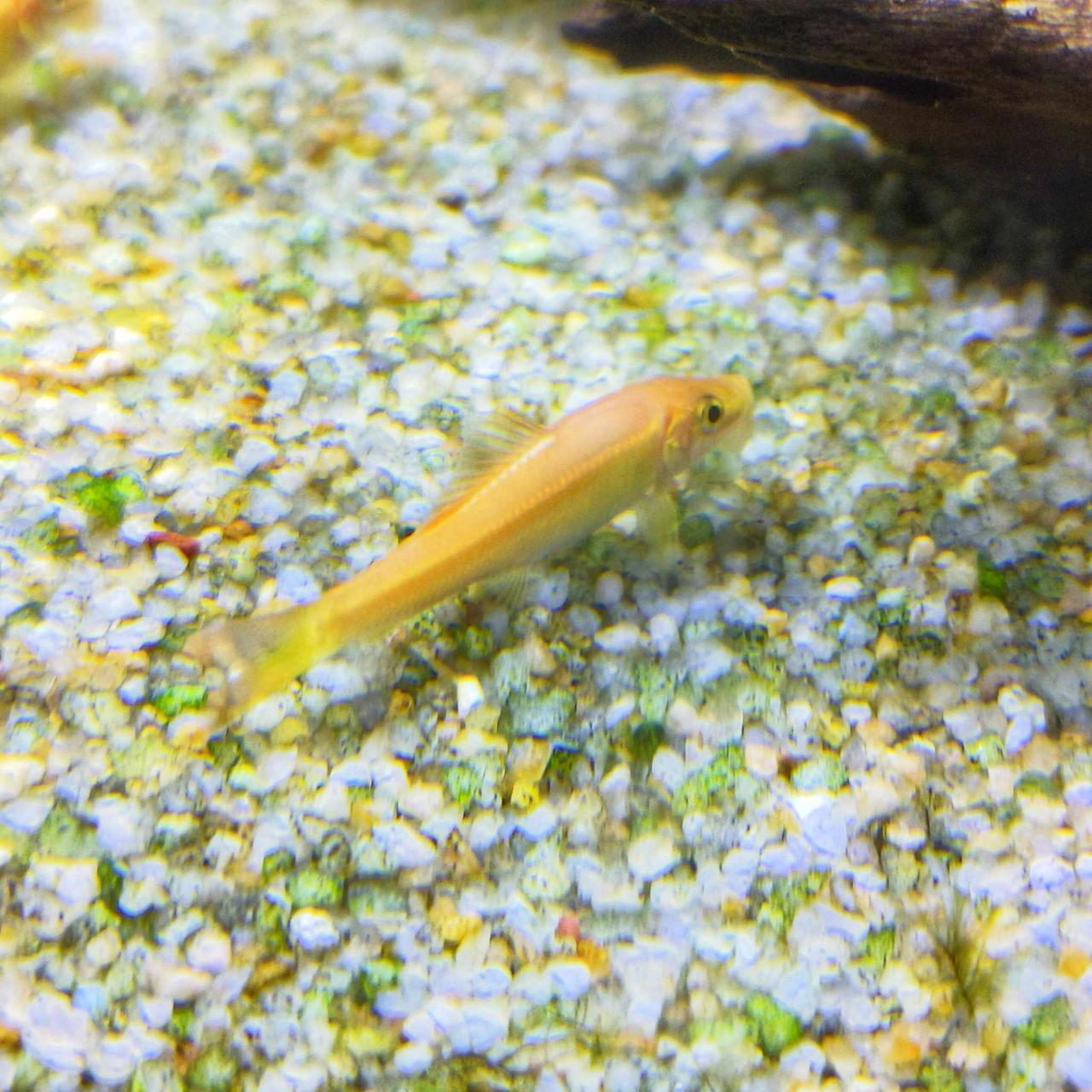 เซ็ต 3 ตัว