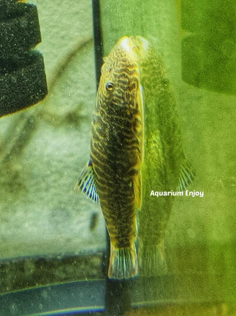 ผีเสื้อครีบฟ้า