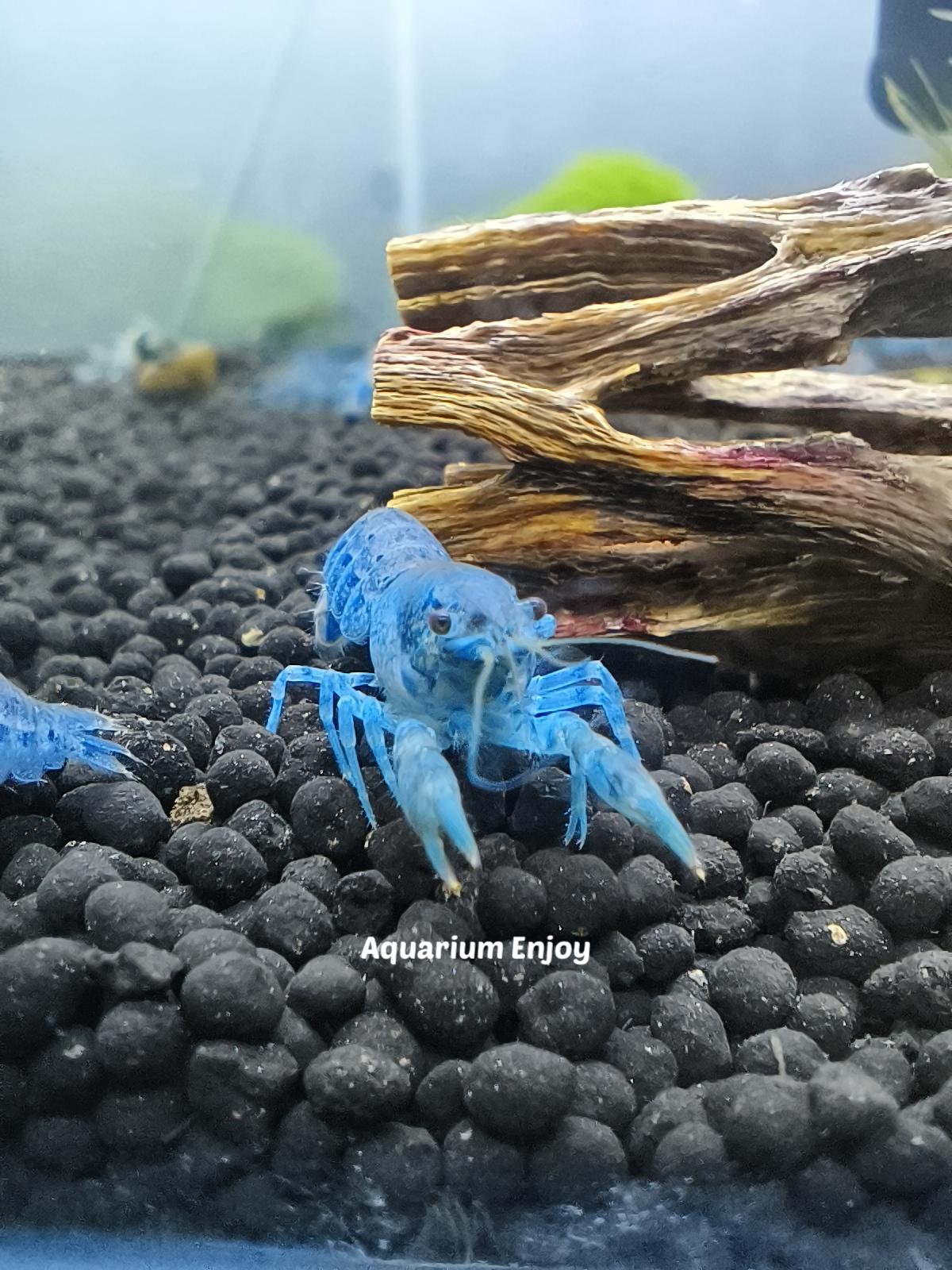 เครแคระ2คู่ สุดคุ้ม