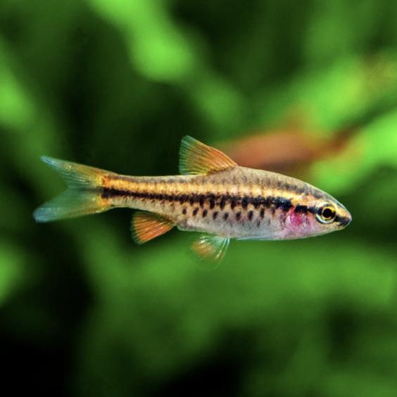 รูปสินค้า