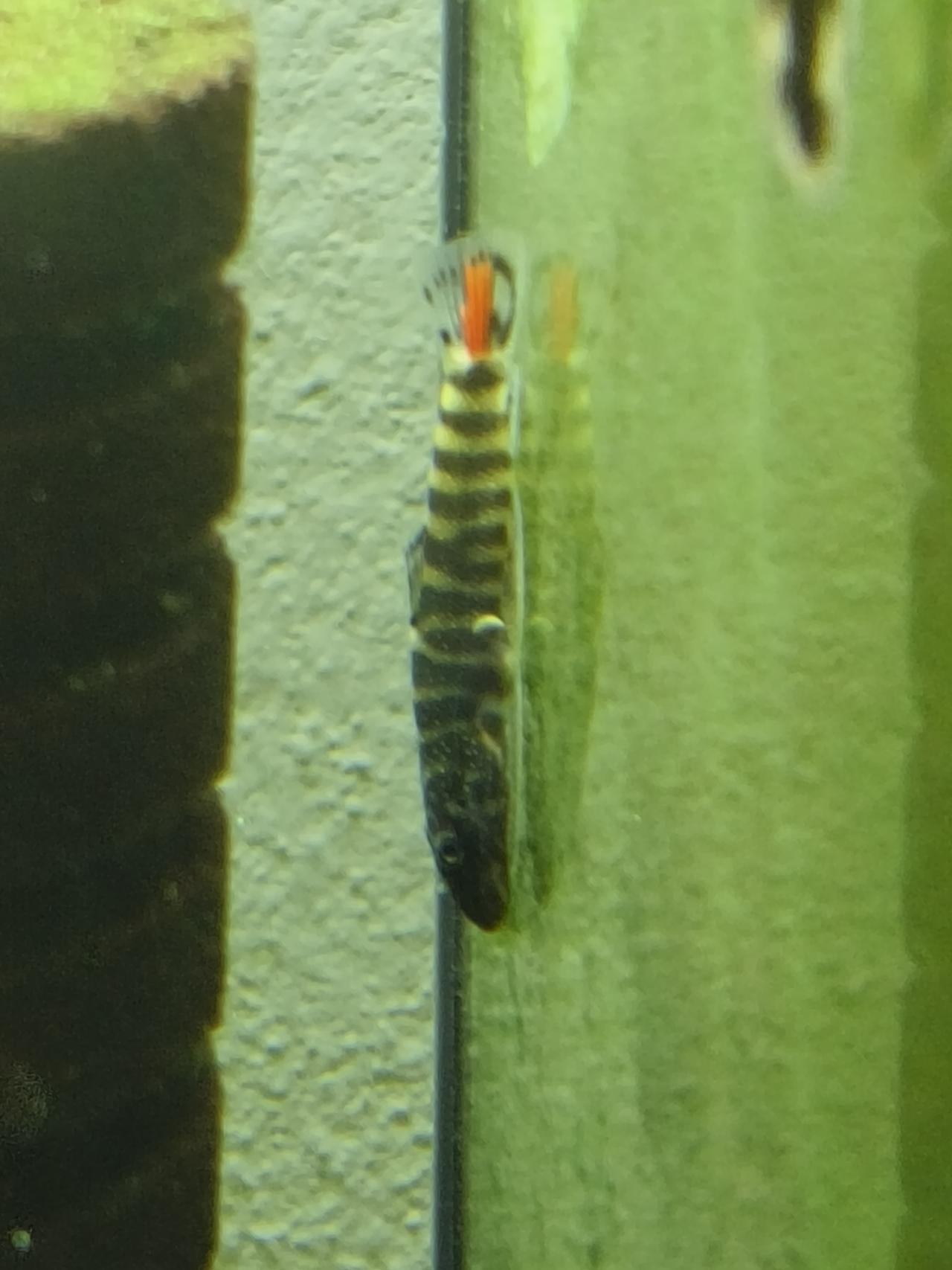 ผีเสื้อหางแดง