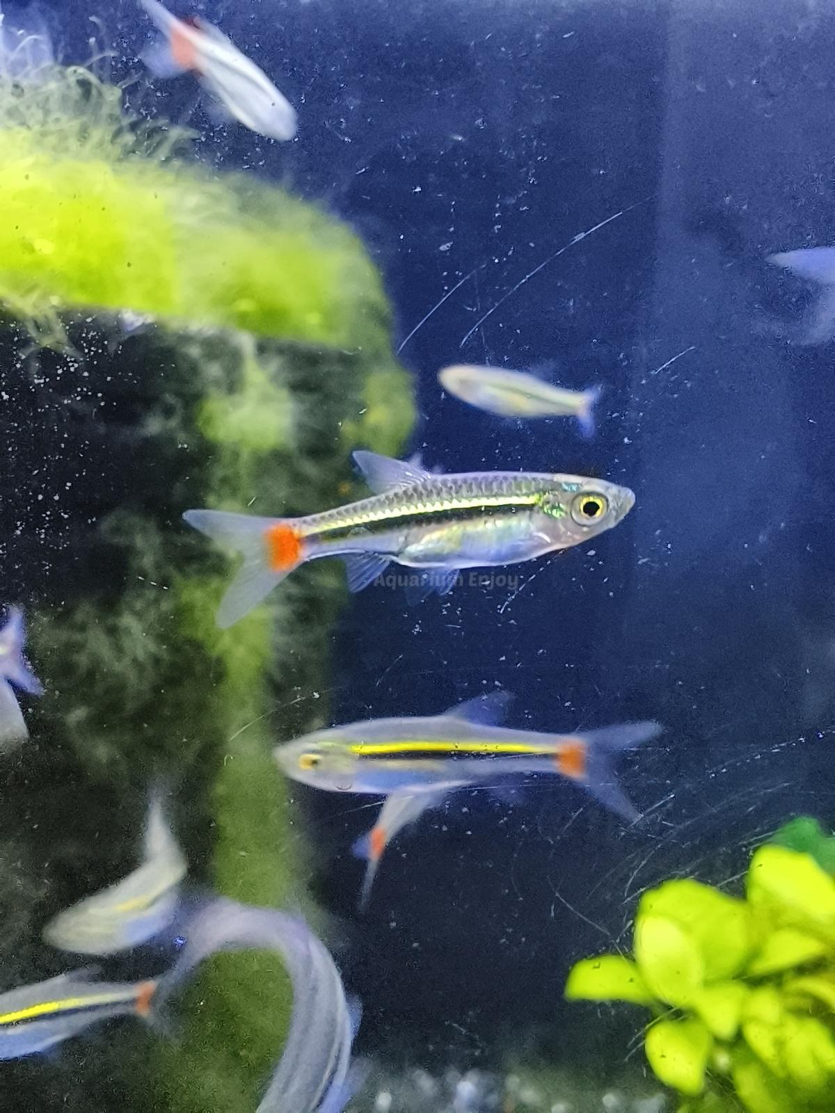 ซิวหางแดง