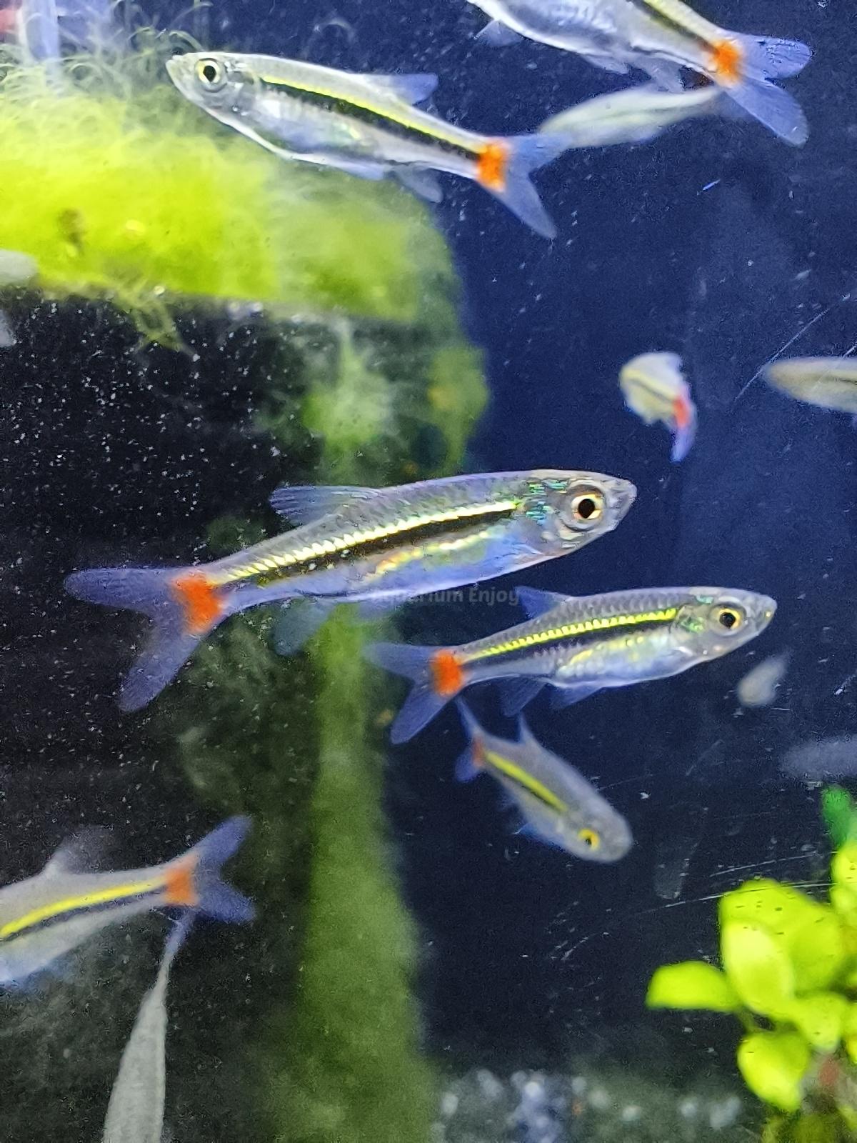 ซิวหางแดง10แถม2