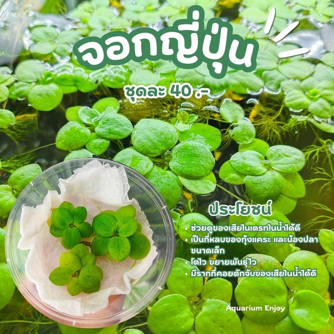 จอกญี่ปุ่น