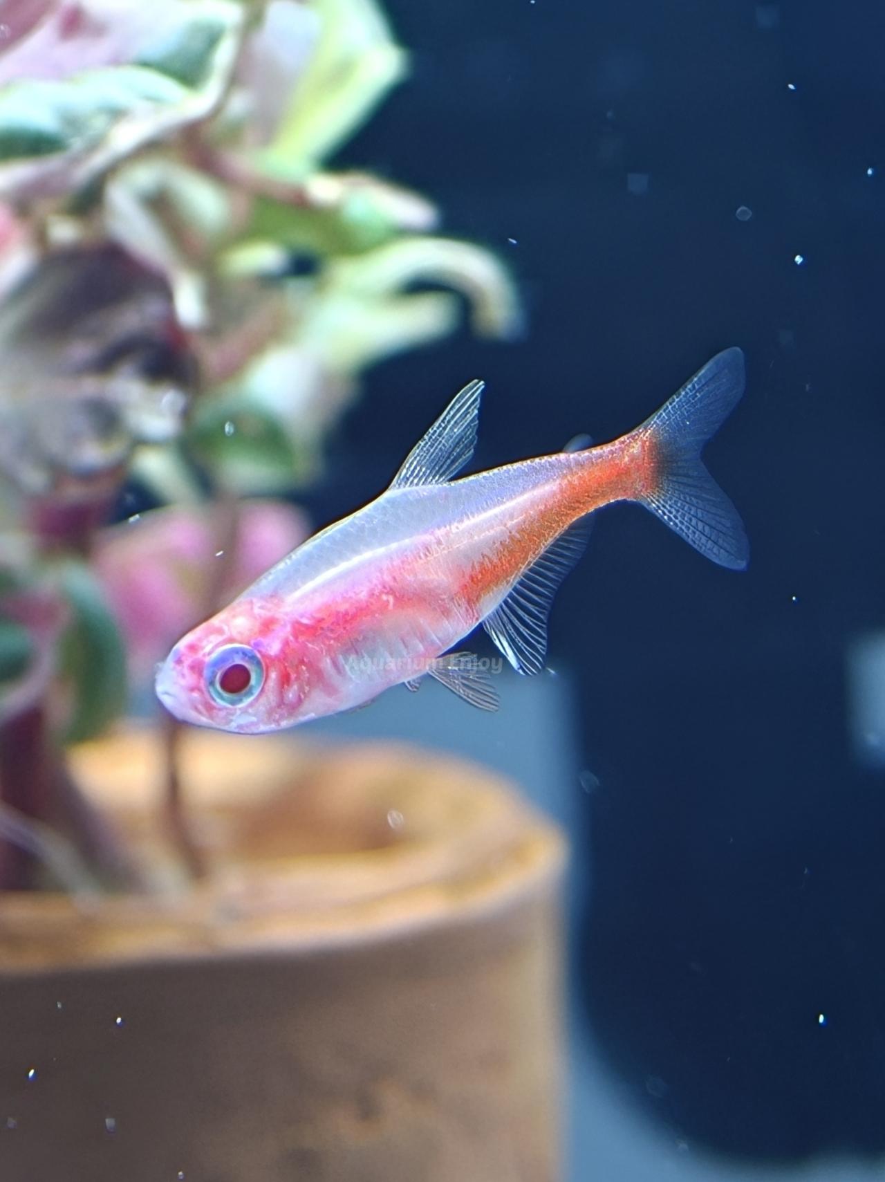 นีออนเผือก