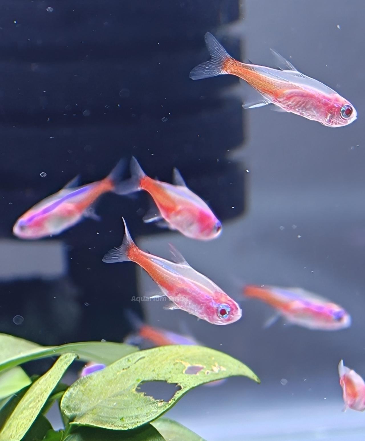 นีออนเผือก10แถม2