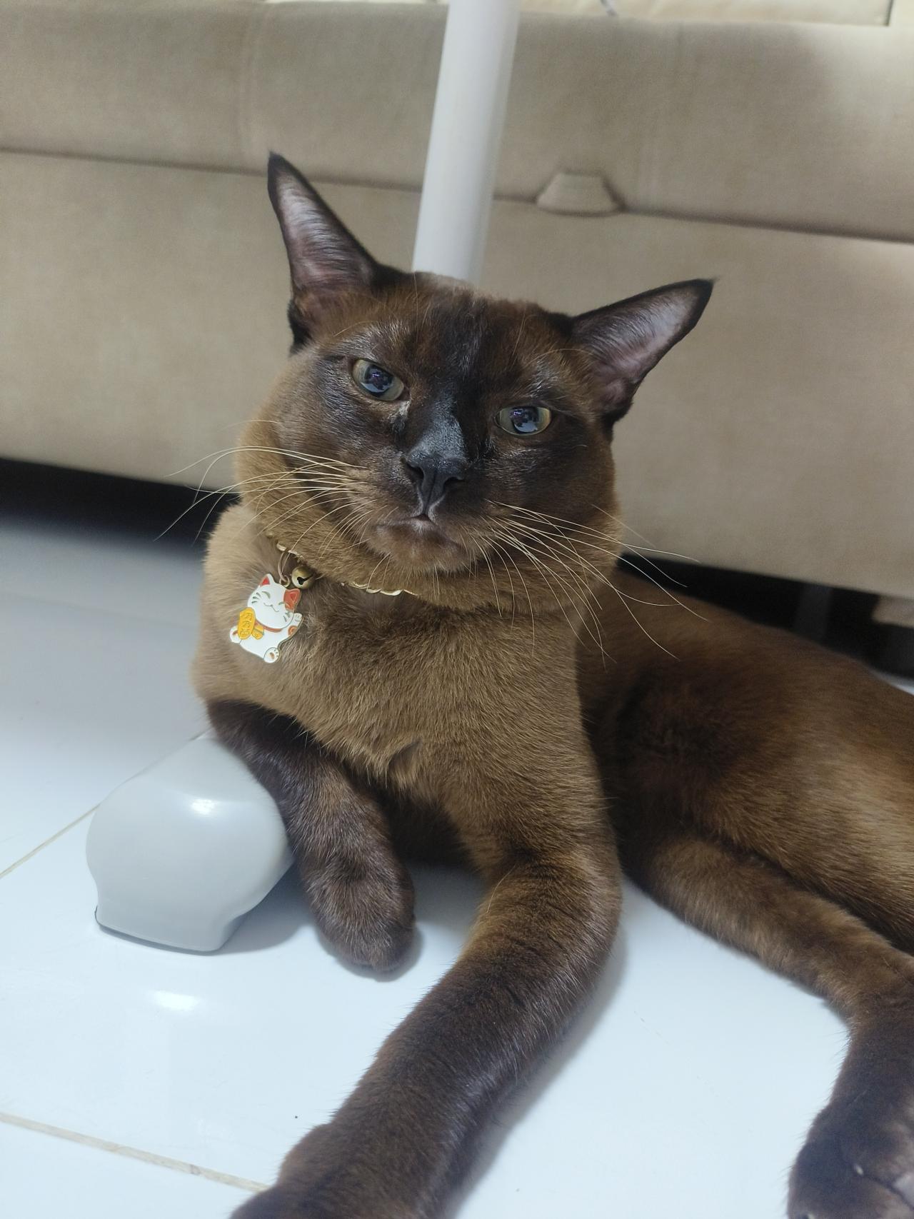 หมูปิ้ง(ลูกอ้อนแอ้น)