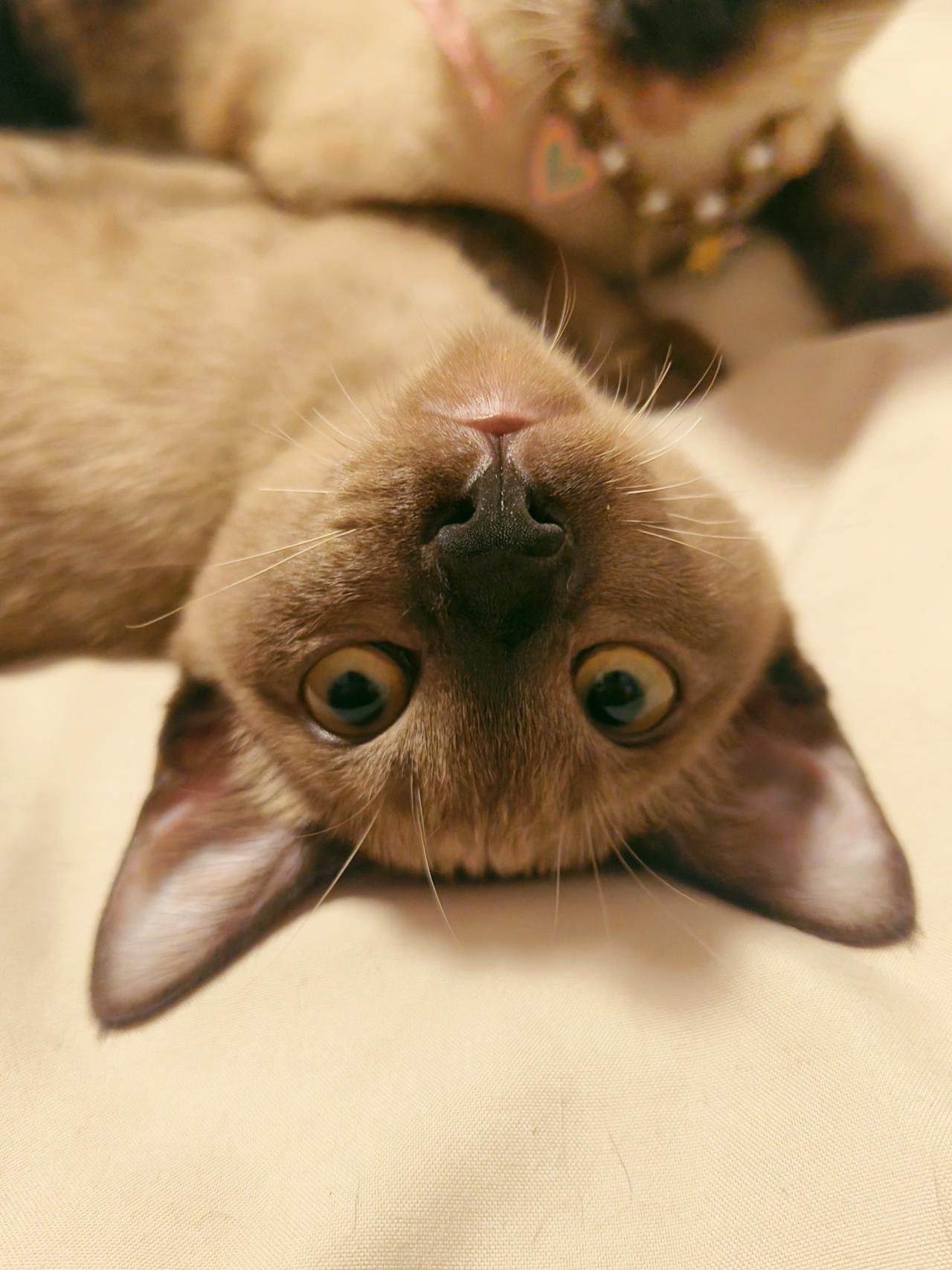 ข้าวปุ้น(ลูกข้าวเหนียวหมูปิ้ง)