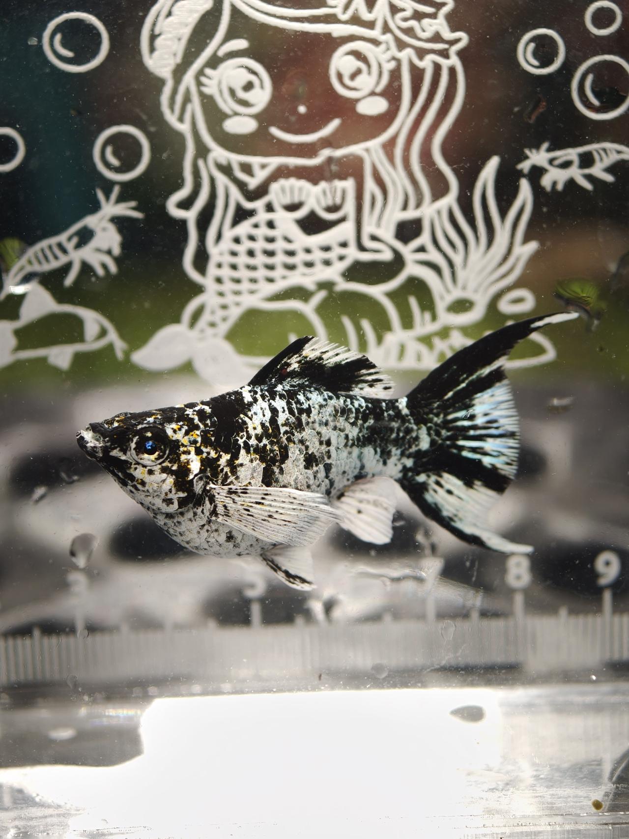 A05 ตาเพรชฟ้า