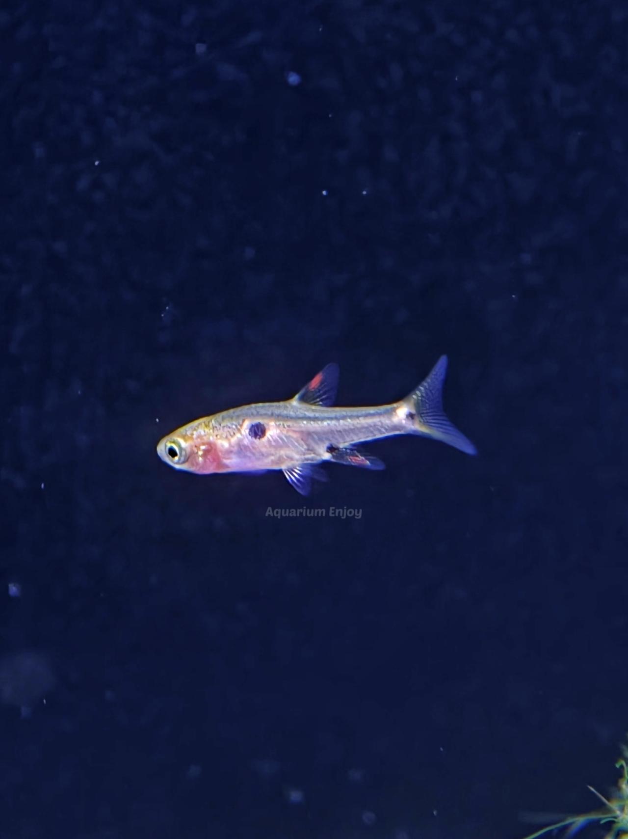 ซิวเพชรน้อย