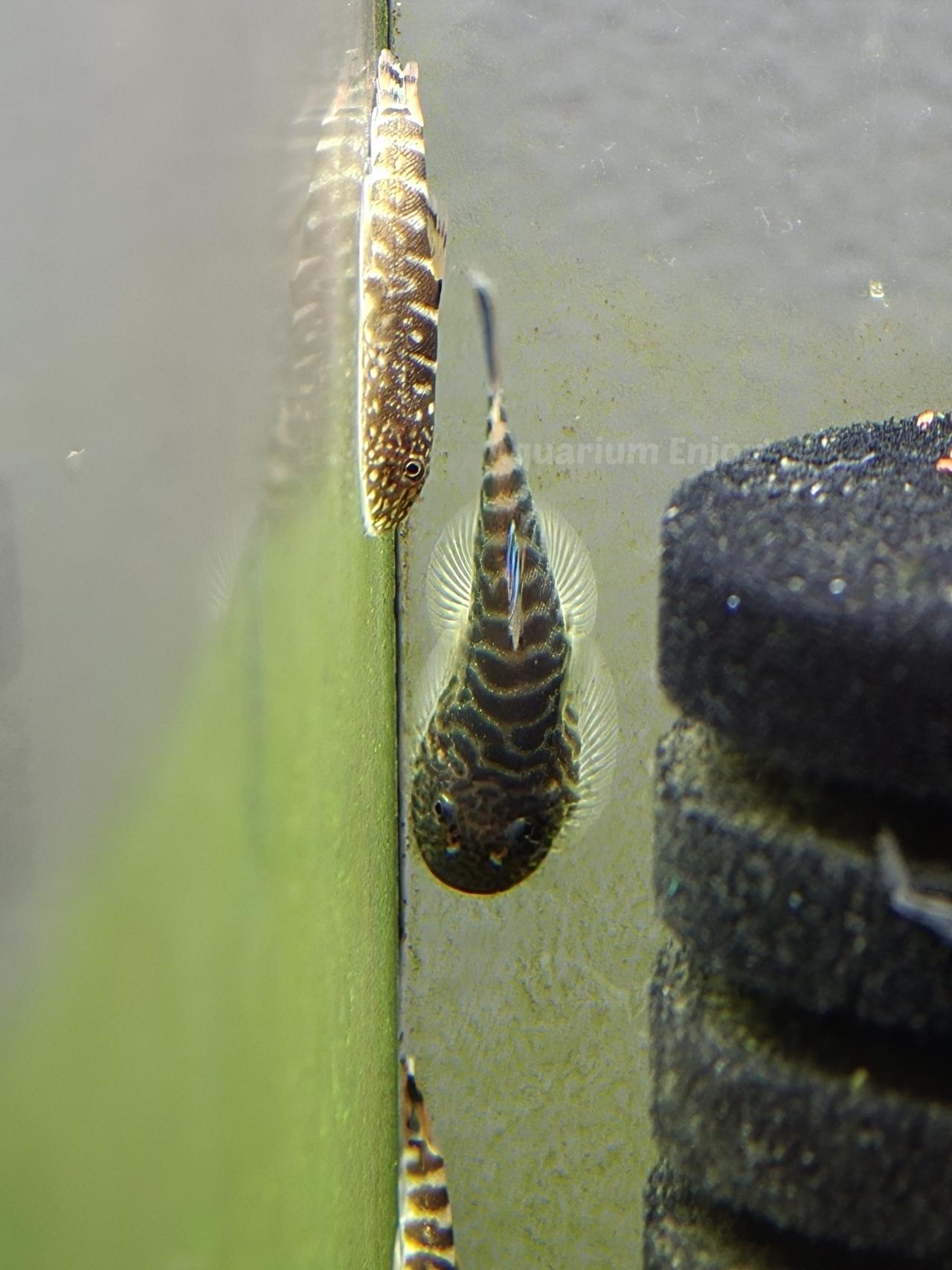 ผีเสื้อหางฟ้า