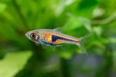 รูปสินค้า