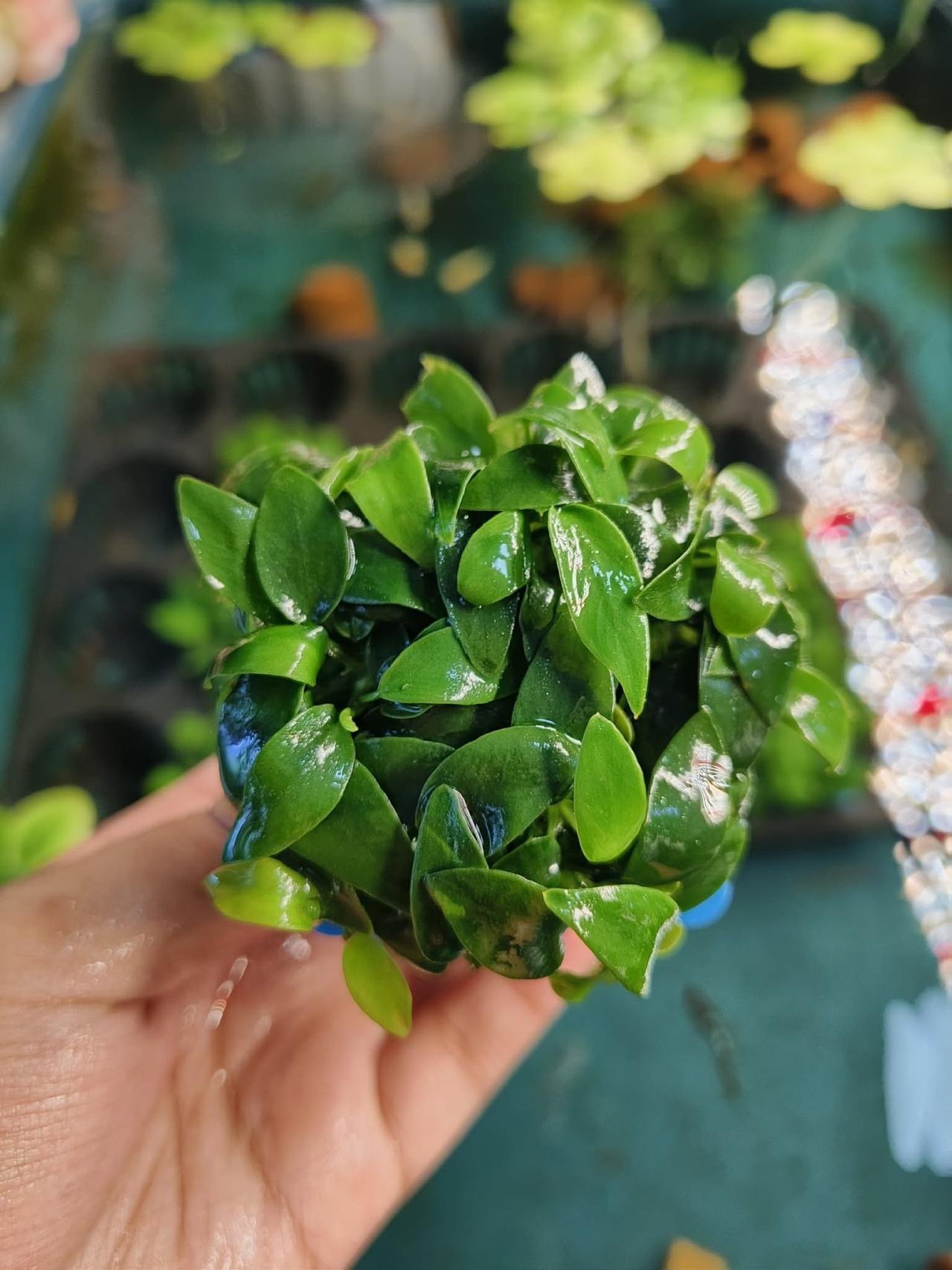 รูปสินค้า