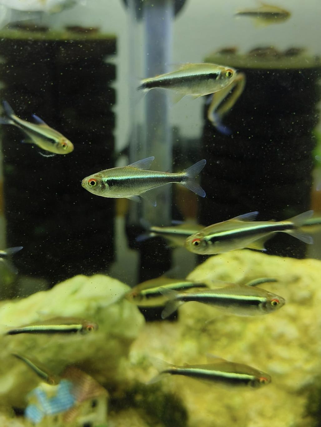 นีออนดำ