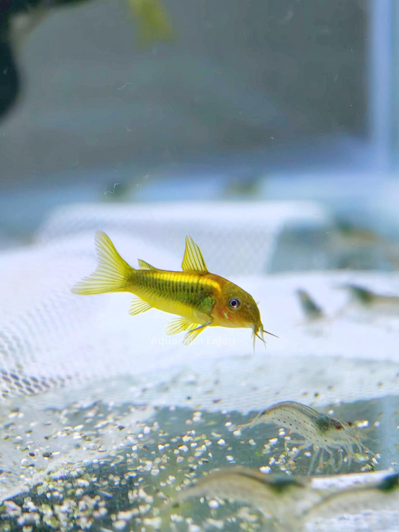 โกลเลเซอร์