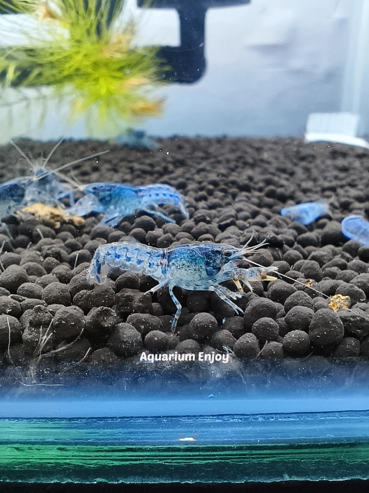 เครแคระไซส์พ่อแม่พันธุ์ 1คู่ (ผู้1 เมีย1)