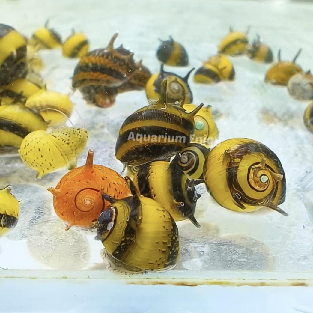 หอยสวยงาม