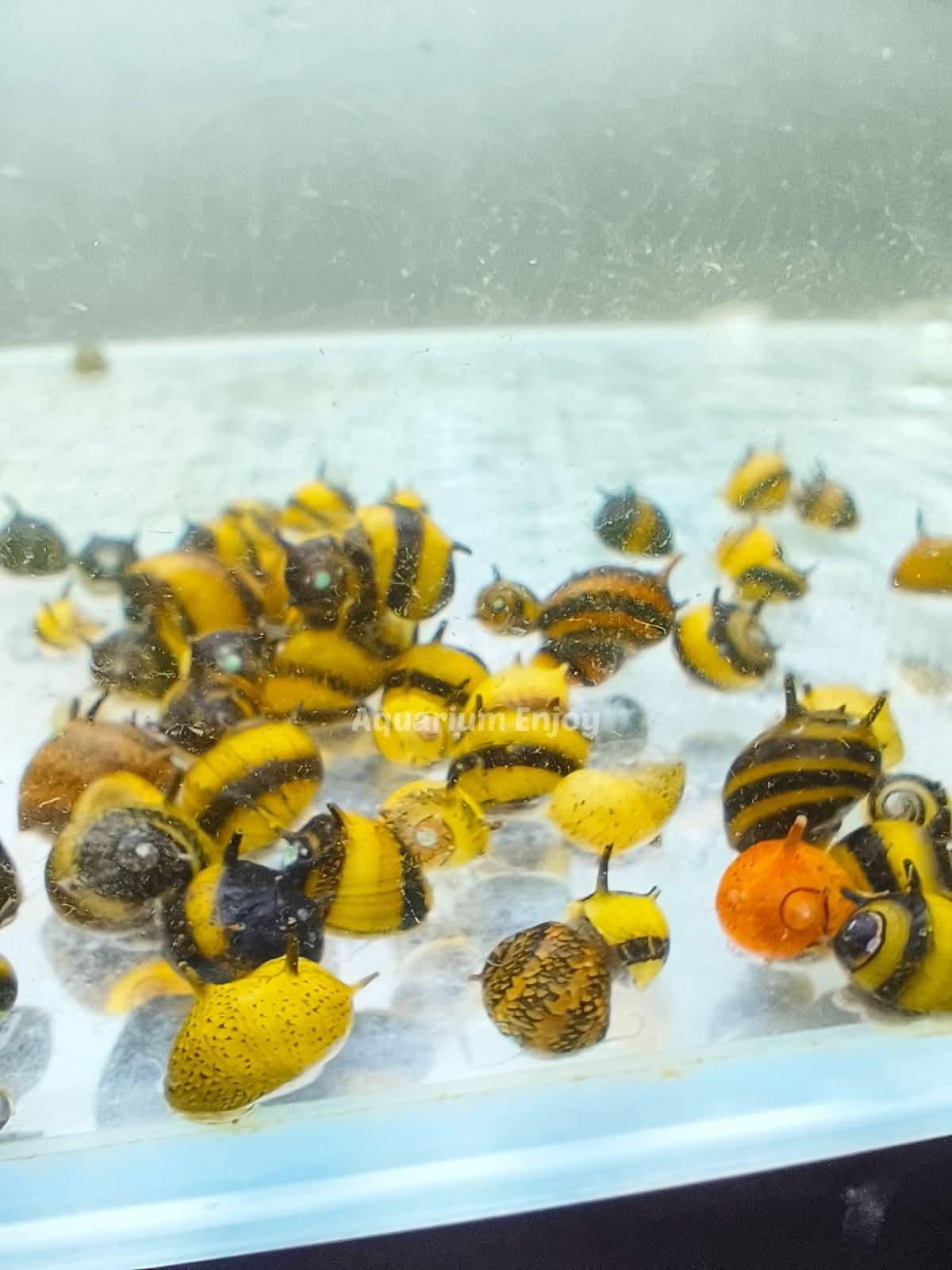 ไซส์ปกติ