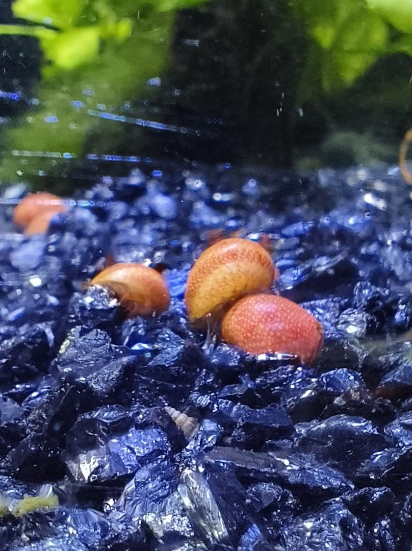 ชุด5แถม1