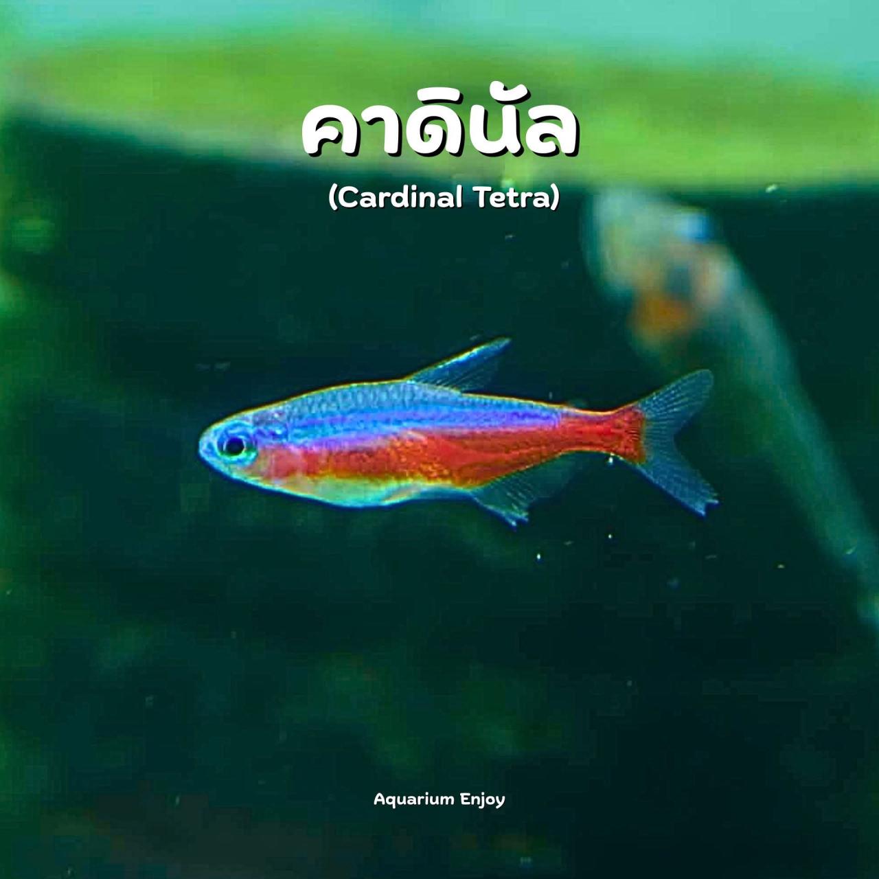 รูปสินค้า