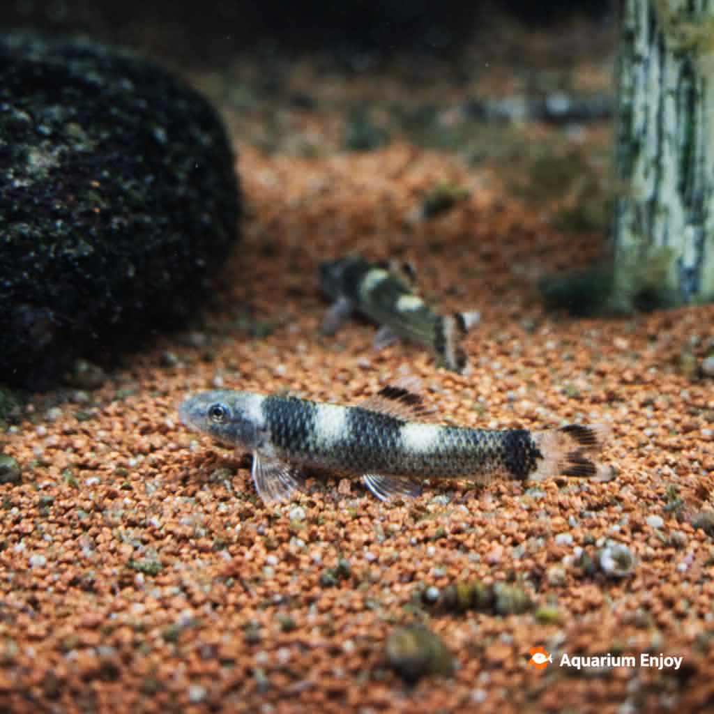 รูปสินค้า