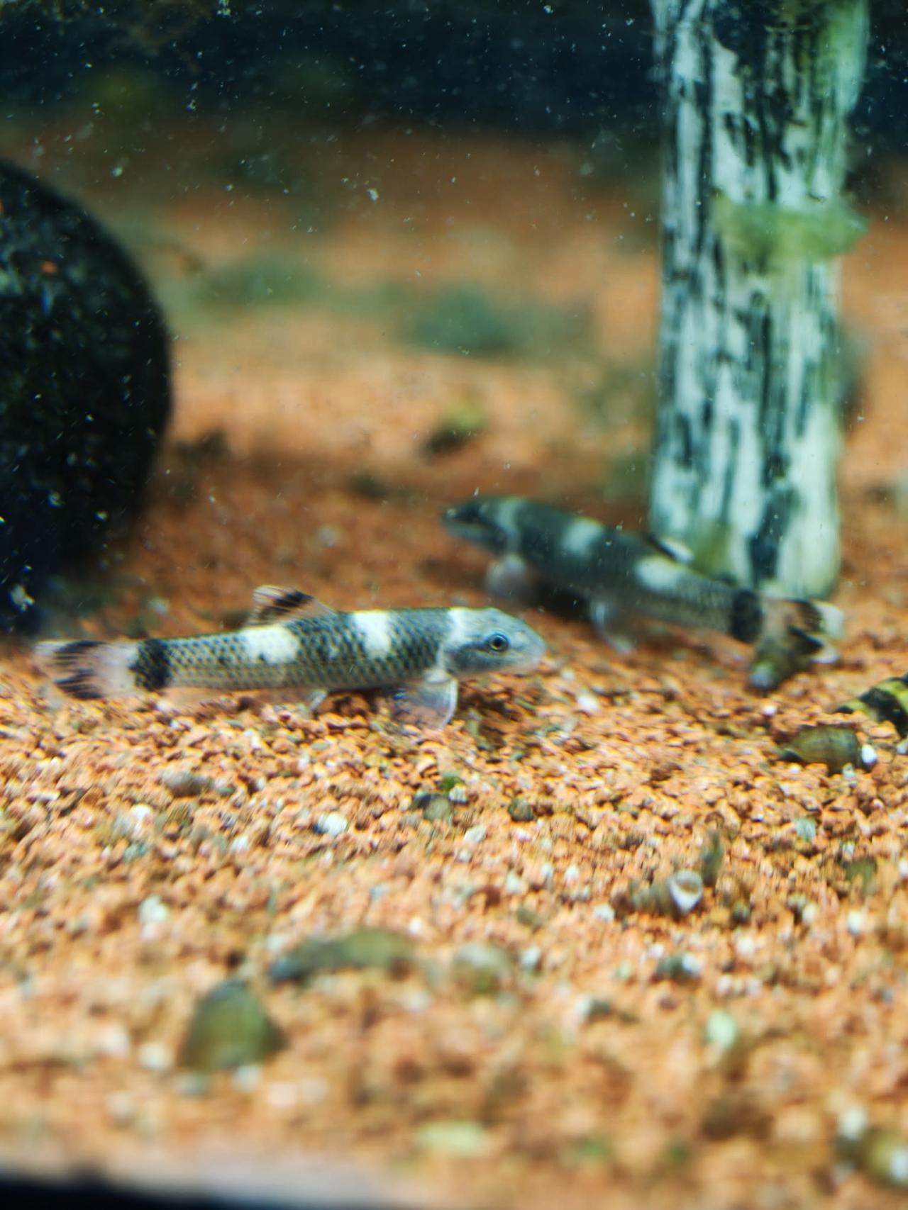 การ์ร่าแพนด้า