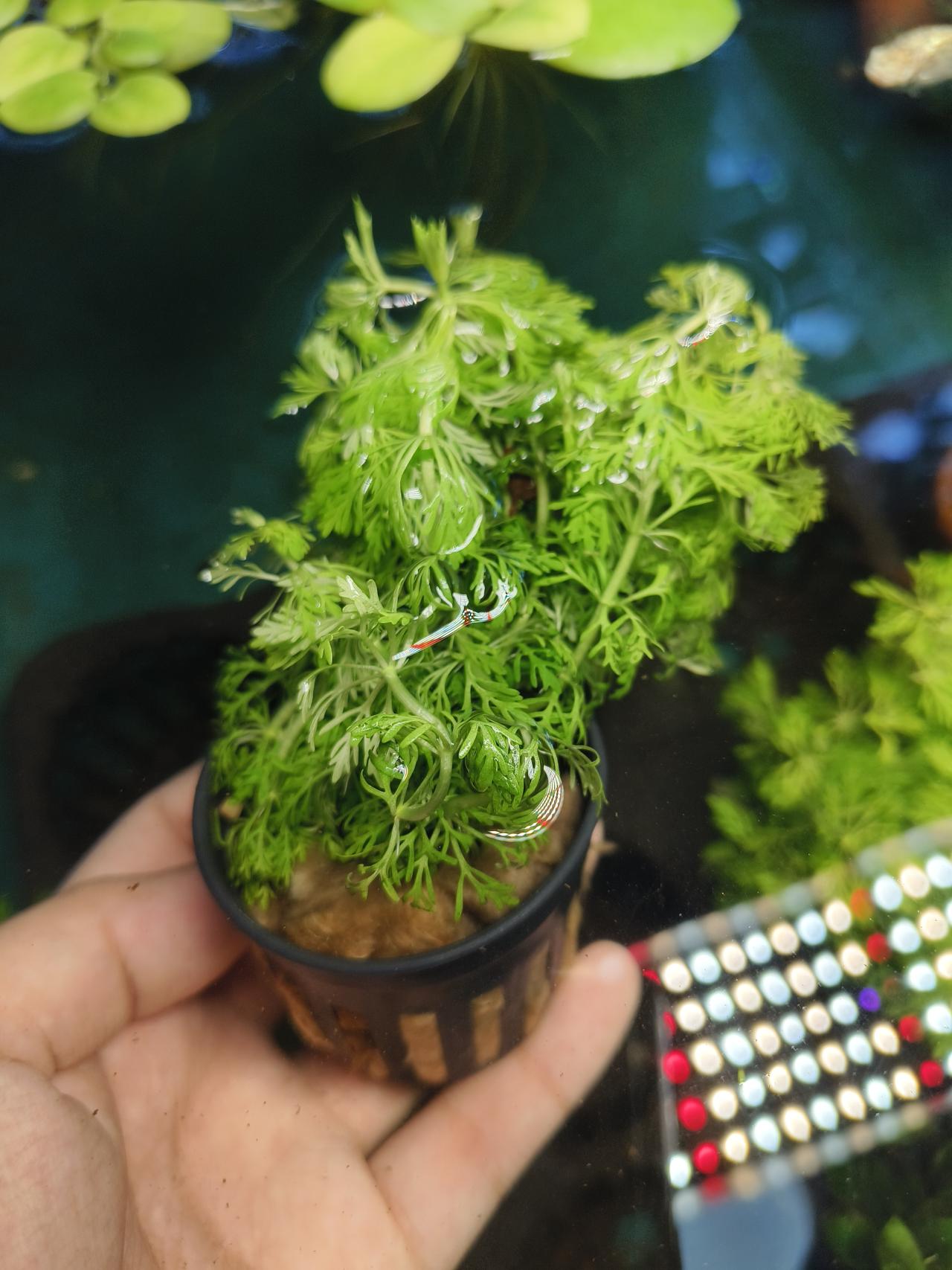 สาหร่ายผักชี